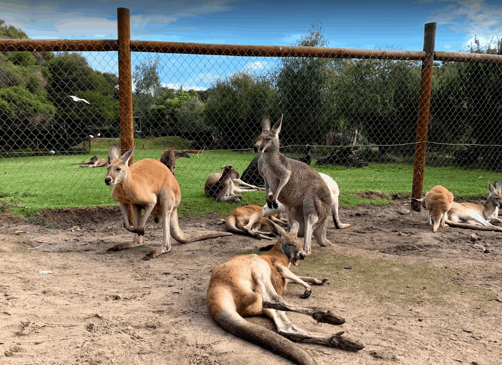 Caversham Wildlife Park